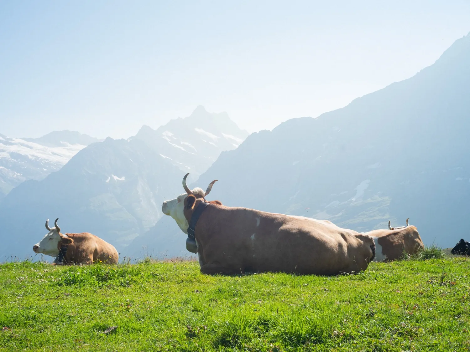 Alpine cows grazing above Wengen, Switzerland